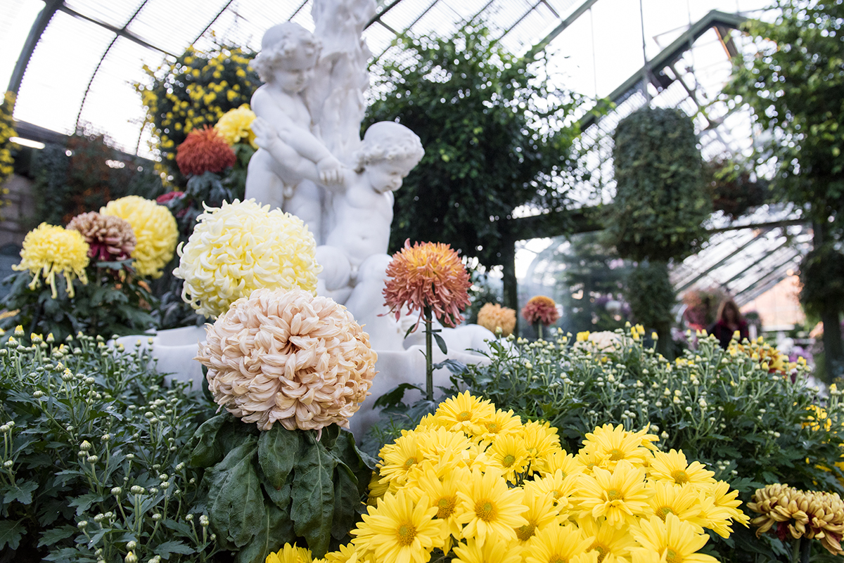 chrysanthèmes en serre