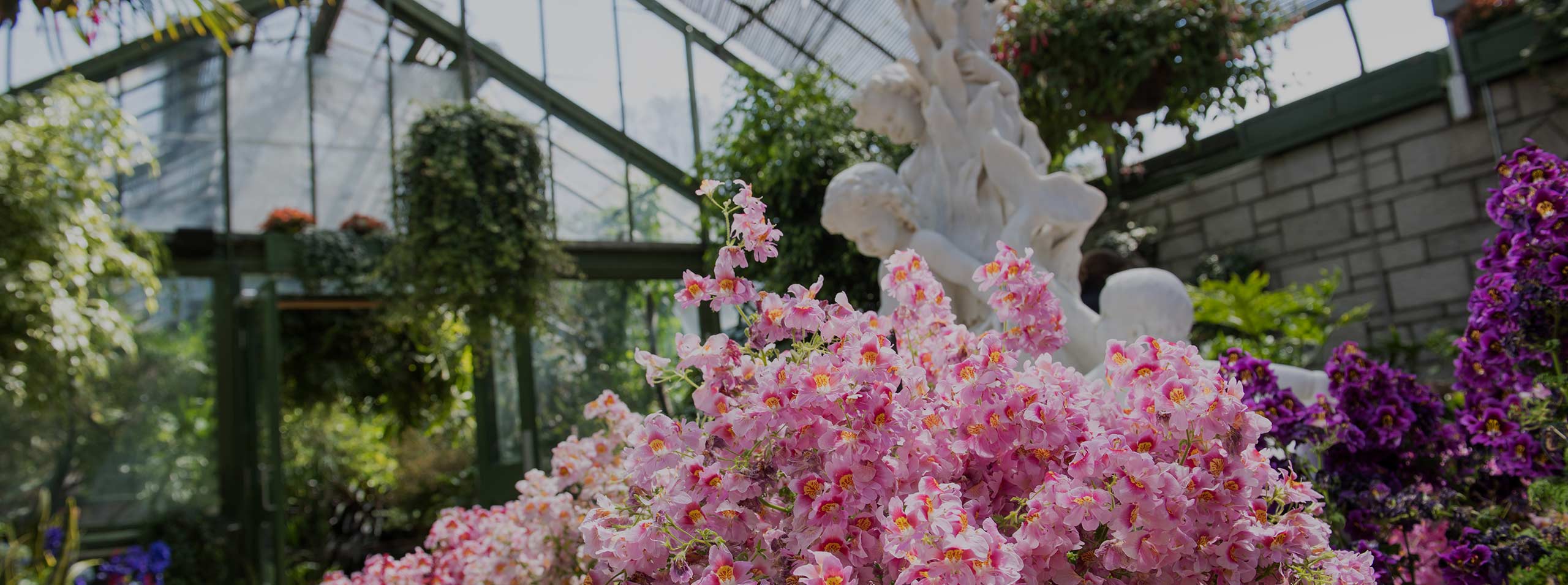 Partez vers un paradis tropical avec le Spectacle de printemps au Niagara Parks Floral Showhouse