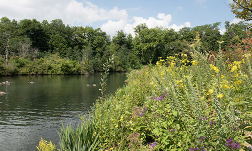 Restauration des zones riveraines