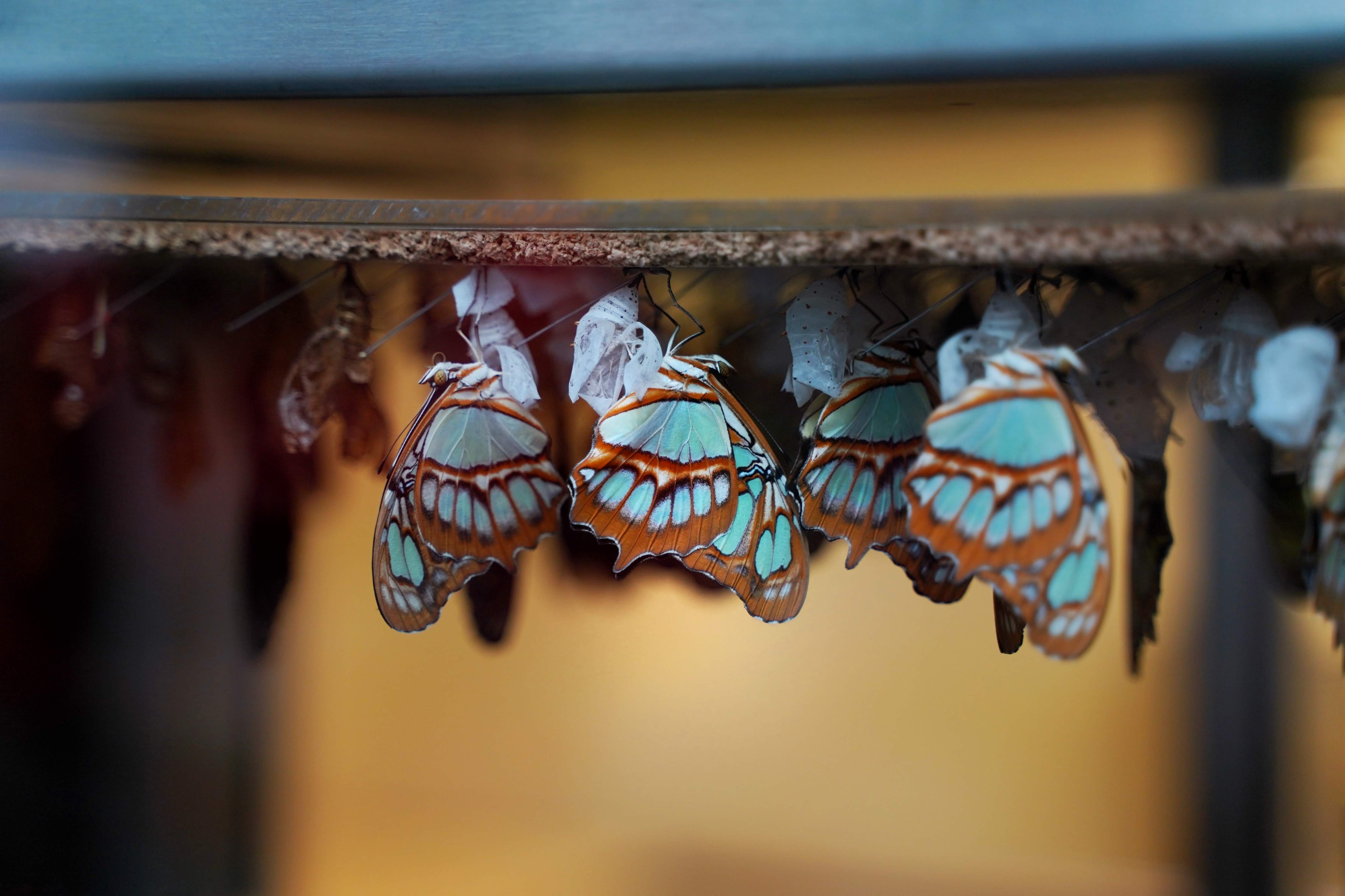 Temporary Closure of Niagara Parks Butterfly Conservatory for Annual Maintenance